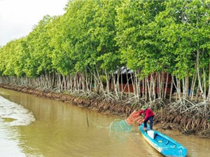 Cà Mau: Thử nghiệm nuôi giun nhiều tơ làm thức ăn tươi cho ngành giống thủy sản